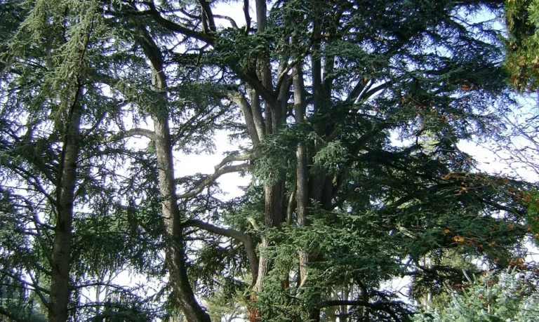 Jardin Massey à Tarbes à Tarbes pour le sélecteur Mes Libertines par ville